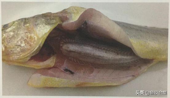 金龙胶是什么鱼的鱼胶 2025年金龙鱼胶是鳘鱼胶吗?