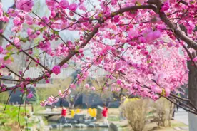 美翻了！一起跟随镜头打卡“花园东城”图片