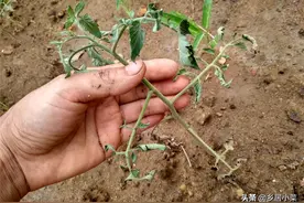 移栽番茄半月后“焉苗”？夏季天气，或与病害有关，查看茎叶变化图片