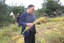 自然免耕旱稻在贵州荔波县试种成功图片