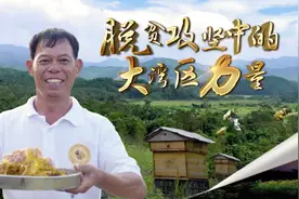 脱贫攻坚丨荔枝蜜、龙眼蜜、鸭脚木蜜……小镇脱贫的“蜜”诀都在这里图片