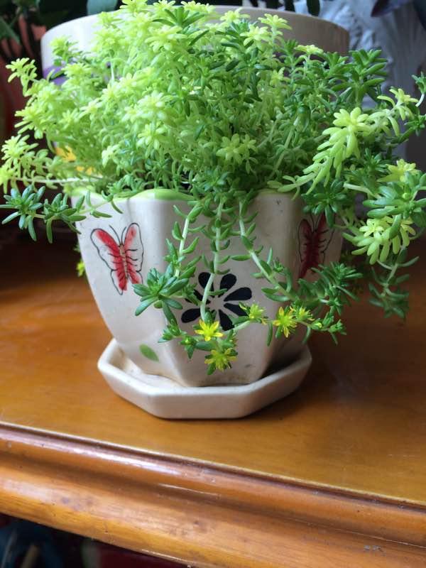 十种多肉植物护盆草,你都养过吗