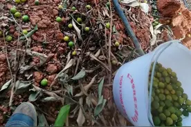 柑橘落果严重应急处理方案！不同果园处理方法差别大，不跟风用药图片