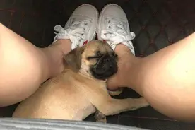 狗狗的睡觉位置，暴露了主人的“家庭地位”图片