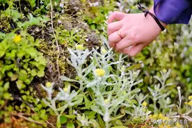 都说野菜鲜，但4种野菜自带“毒素”，尤其蕨菜，光焯水都没用图片