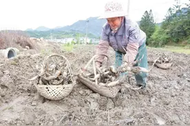 中国绿都 最氧三明 | 又是一年挖藕种莲时，建宁莲农们在田间地头忙碌着……图片