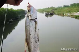 “米级翘嘴”的懒人钓法，没钓过大翘嘴，试试民间这些“土方法”图片