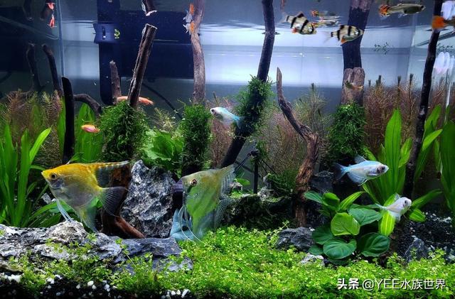 给底滤鱼缸做干湿分离，理论合理，效果惹争议