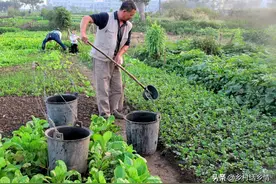 10分钟教会你掌握种菜的核心技术，长势和产量全靠这，太实用图片