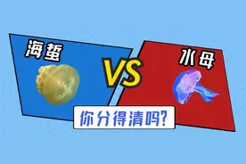 千万不要贪恋它们的美，可能会中毒哦图片