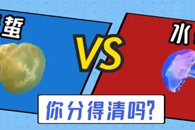 千万不要贪恋它们的美，可能会中毒哦图片