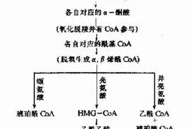 你想健康科学的增加肌肉吗？聊聊支链氨基酸图片