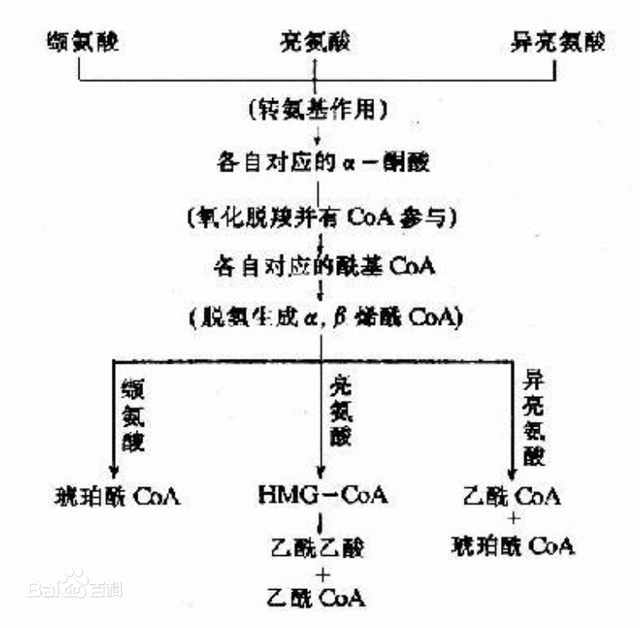 浣犳兂鍋ュ悍绉戝鐨勫鍔犺倢鑲夊悧锛熻亰鑱婃敮閾炬皑鍩洪吀