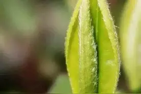 茶百科 丨 如何分辨真假茶？图片