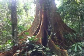 实木大板界最大的骗局：一个树名误导一个行业，套路的无所适从图片