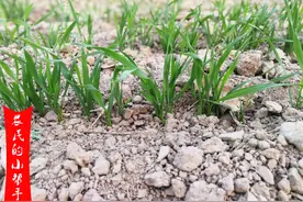 小麦亩产1200斤，出苗后3点管理很关键，小麦种植户要留意图片