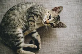 会撒娇的小猫咪，最好命图片