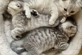 养一只英短蓝猫需要花多少钱：新手养猫的呕心沥血经验总结图片