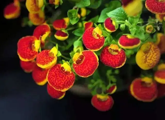 50种花卉配50首古诗，花有清香，诗有音韵，让人陶醉