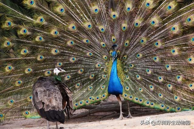 “高质量”求爱大作战，果然画风清奇