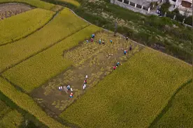 丰收的味道！布依农民齐齐出动收稻谷、打糍粑，满脸洋溢幸福图片