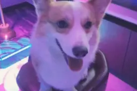 爱犬被当面摔死，狗主人要求公开道歉赔偿精神损失：最近都会做噩梦，摔狗男子被指主动加微信试探口风图片