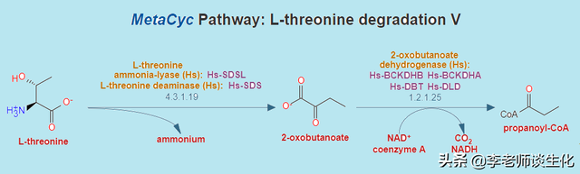 氨基酸的碳架氧化（一）