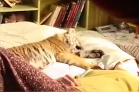 宋佳跟老虎同床拍戏！吓得全程躺着不敢动，事后吹嘘一脸傲娇图片