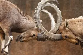 《项羽本纪》提到“贪如狼，狠如羊”，司马迁为何说“狠如羊”？图片