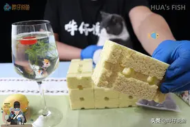 如何挑选鱼缸滤材？1个核心，2个要点，3个大坑，学会能省钱图片