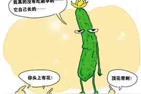 今天又是陈大夫为蔬菜平反的一天之——“避孕药黄瓜”图片