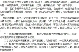 训犬的主要手段图片