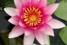 绯花玉、玉蝶不一般，好看好养，还能开出漂亮的花图片