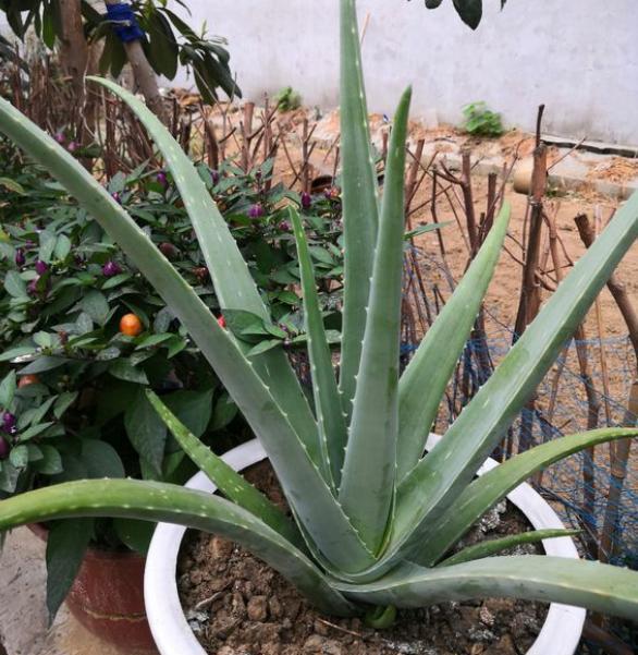 什么花出胶 2025年请问什么花