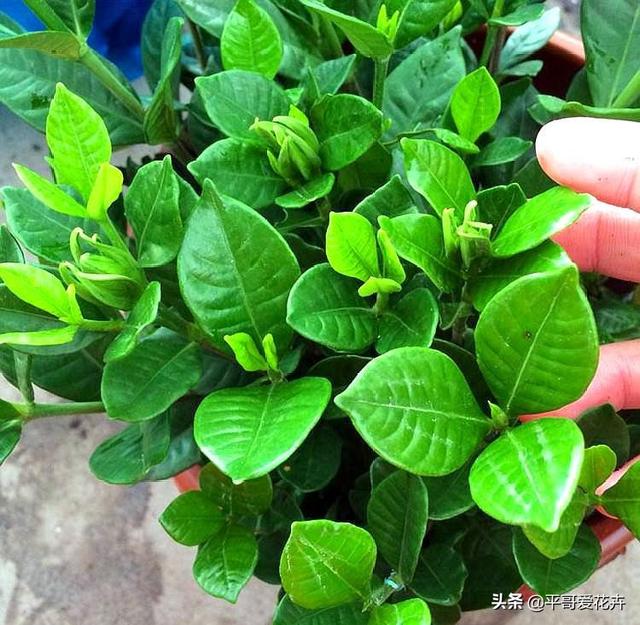 栀子花掉蕾、叶片发黄咋回事？学会这“3点”细节，轻松开花爆盆