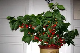 阳台种樱桃只开花不结果？达到这3个“条件”，盆栽也能挂满果图片