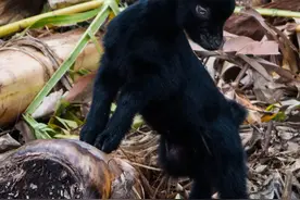 羊食用饼粕、红薯、青贮饲料、霉玉米中毒引起的中毒，这么治疗图片