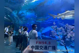 武汉情侣七夕“海底两万里”拥吻 鲨鱼见证爱图片