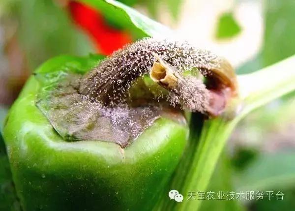 杀菌剂混用配方及注意事项！