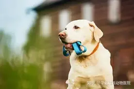 拿走不谢！延缓狗狗衰老的7个秘诀！图片