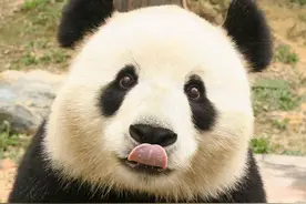 以前四川遍地老虎，为何没有吃掉熊猫，打不过吗？熊猫：咱会卖萌图片