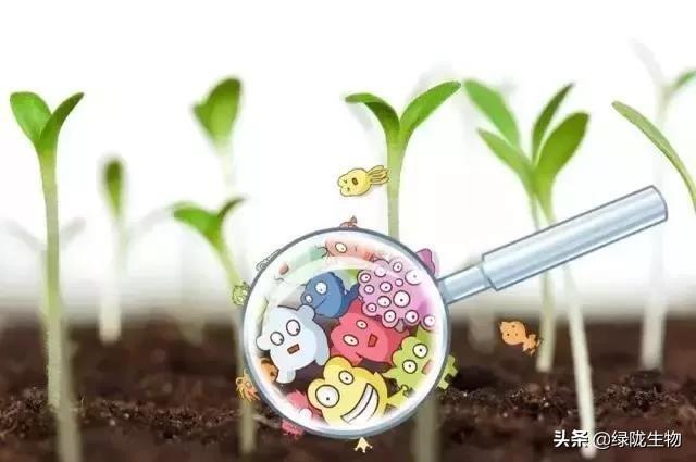 作物生长调节剂，氨基酸竟然这么重要！（一）