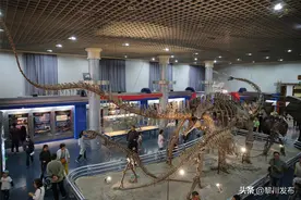 北京自然博物馆“镇馆之宝”——四川井研马门溪龙图片