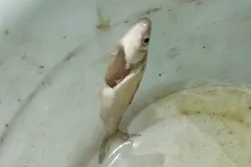 男子连钓十几条“僵尸鱼”，被啃食严重，寄生虫还是被咬？图片