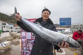 鲅鱼圈里鲅鱼是什么鱼？图片