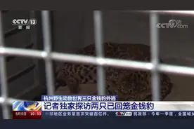 被寻回的金钱豹断掌？杭州野生动物世界：系夜间拍摄角度所致图片