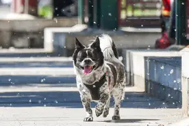 恶霸犬洗澡时死亡，犬主诉宠物店赔偿被驳图片