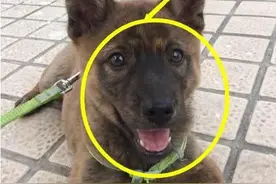 小孩捡到一条流浪狗，母亲看后，却叫她赶紧放走！图片