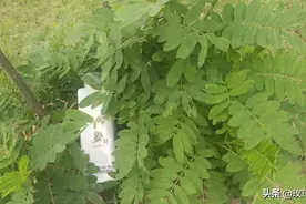 观乐摘要之《内经》丨弱而能言图片