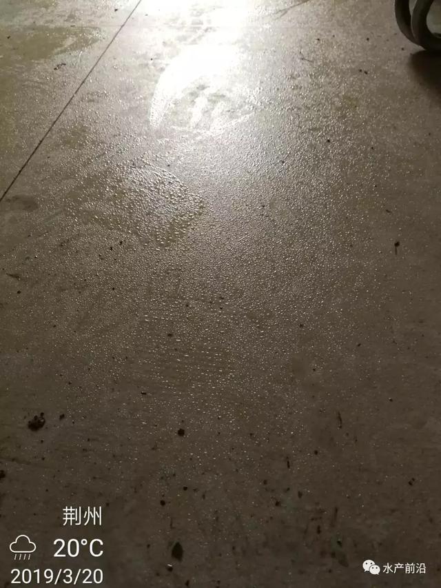 氨氮、亚硝酸盐超标将给虾蟹苗带来这些危害！虾蟹苗中毒怎么办？